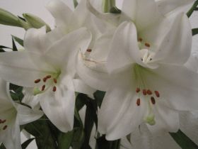 Sicherung März 2010 325.jpg